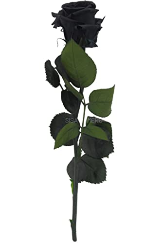 Verdissimo Rosa preservada en Estuche de Regalo Tamaño Cabeza Mini, Altura 30 cm, Negro