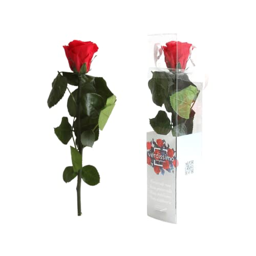 Verdissimo Rosa roja liofilizada preservada Flor conservada en Caja Rosa roja eterna Regalo San Valentin