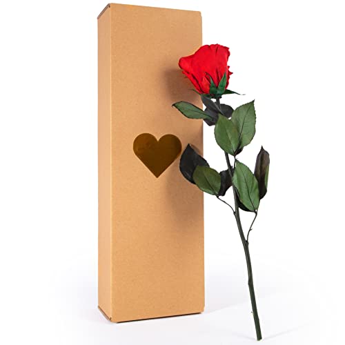 ROSEMARIE SCHULZ Heidelberg Rosa eterna roja con tallo, 30 – 35 cm de largo, flor real, duradera, 3 años, en caja, regalo de cumpleaños y San Valentín (rojo)