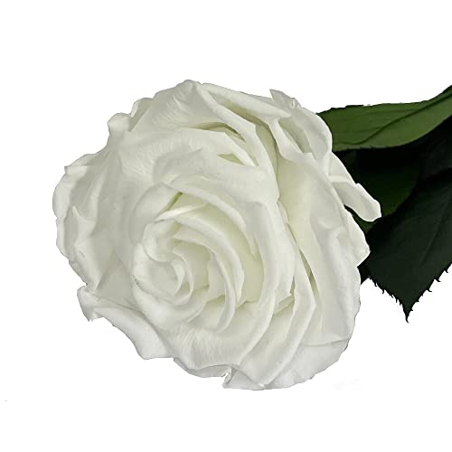 Mundo Eterno Rosa Eterna Preservada 55cm Blanca