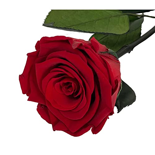 Mundo Eterno Rosa Eterna Preservada 35cm Roja