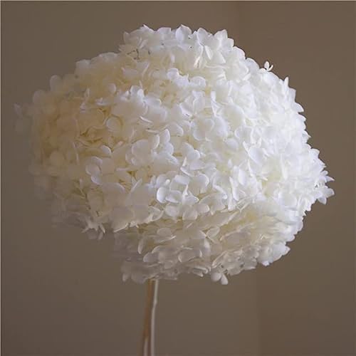 Hortensia preservada Natural de Flor de exhibición eterna de Cabeza de 18-20cm con Manojo de Tallo para Accesorios de decoración del hogar de Boda-Blanco