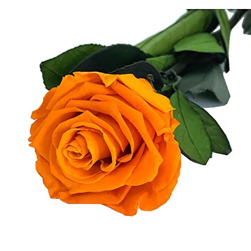 Mundo Eterno Rosa Eterna Preservada 35cm Naranja