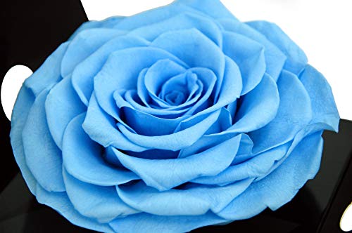 Mundo Eterno Rosa eterna preservada Azul Claro 15cm diámetro