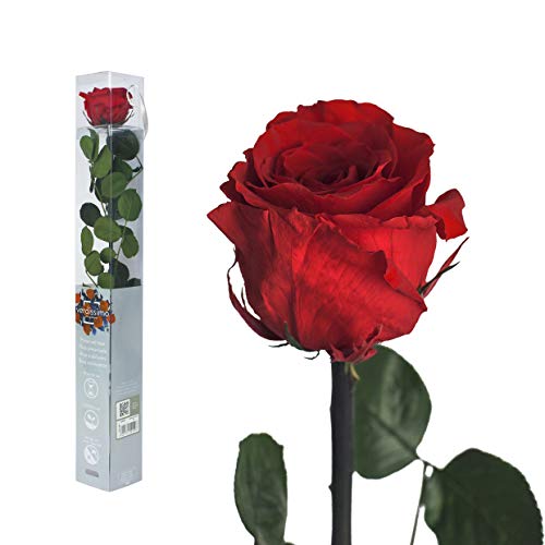 Interflowers GmbH Rosa real preservada 50 cm, rosa eterna liofilizada con tallo y hojas, flores cortadas largas y duraderas en caja de regalo, la mejor decoración