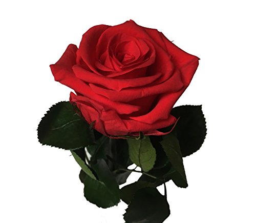 Decoflorales® - Rosa eterna - Rosa natural preservada - Color: Rojo - Altura 25 cm