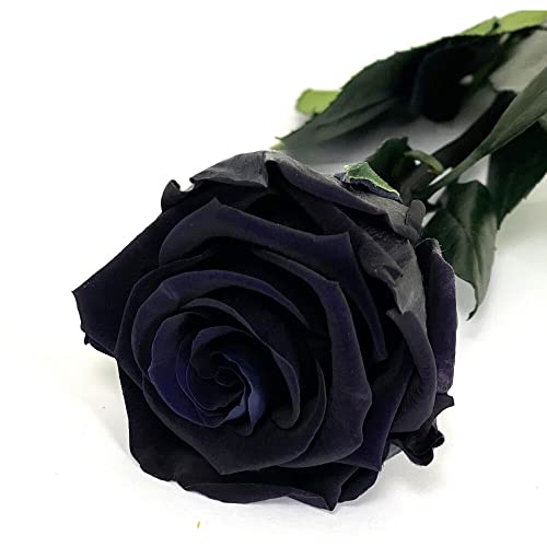 Mundo Eterno Rosa Eterna Preservada 35cm Negra