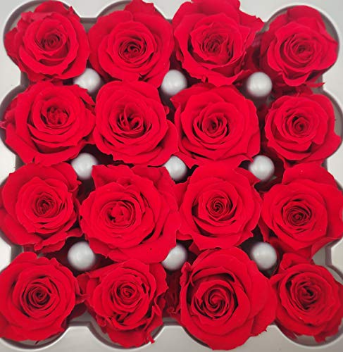 16 Mini Cabezas Rosas Preservadas (eternas) Composiciones florales, centros de mesa, arreglo floral