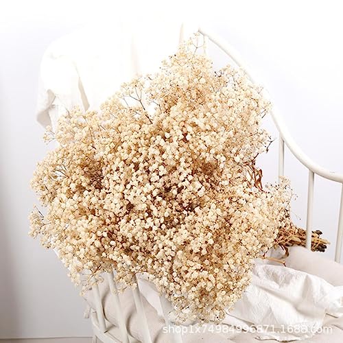 JUKIJI gypsophile Flores secas Reales Flores secas preservadas Ramos de Flores de Aliento de bebé Regalo para la decoración del Banquete de Boda - Blanco Roto 2,40-50 cm (100 g)