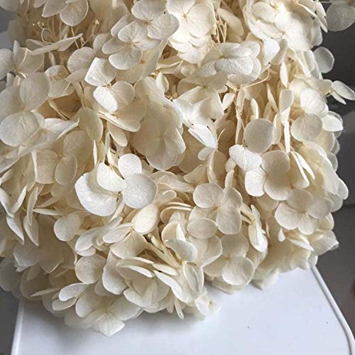 SSXCO 3 g/Lote Flores preservadas Frescas Naturales Cabeza de Flor de Hortensia Seca para Bricolaje Material de Flores de Vida eterna Real, Beige