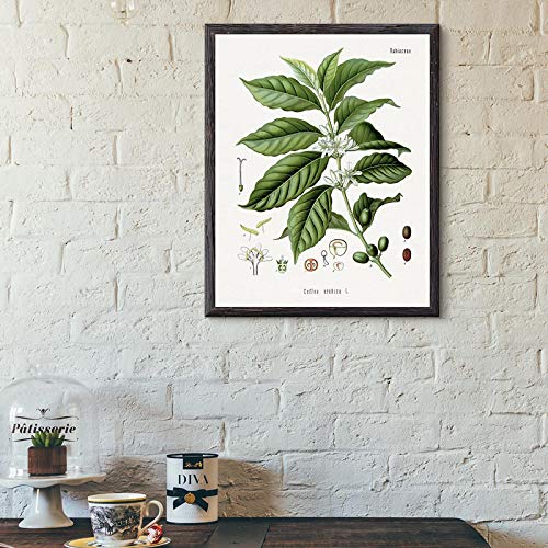 Impresión de arte botánico de café cartel de plantas vintage decoración de pared de tienda de café, decoración de pintura de lienzo de grano de café árabe 40x60cm sin marco