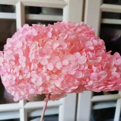 Cabeza de 18-20 cm, Hortensia Natural preservada con Tallo, Manojo de Flores de exhibición eterna para Accesorios de decoración del hogar de la Boda-Rosa 2