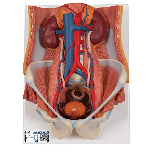 3B Scientific K32 Modelo de anatomía humana Sistema Urinario de Sex o Dual, En 6 Piezas + App de anatomía gratuita - 3B Smart Anatomy